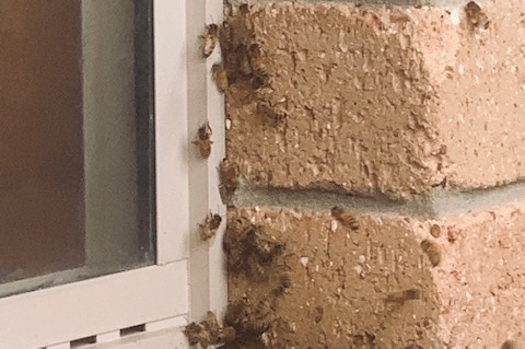 Window frame in brick wall with bees along the edge of the frame