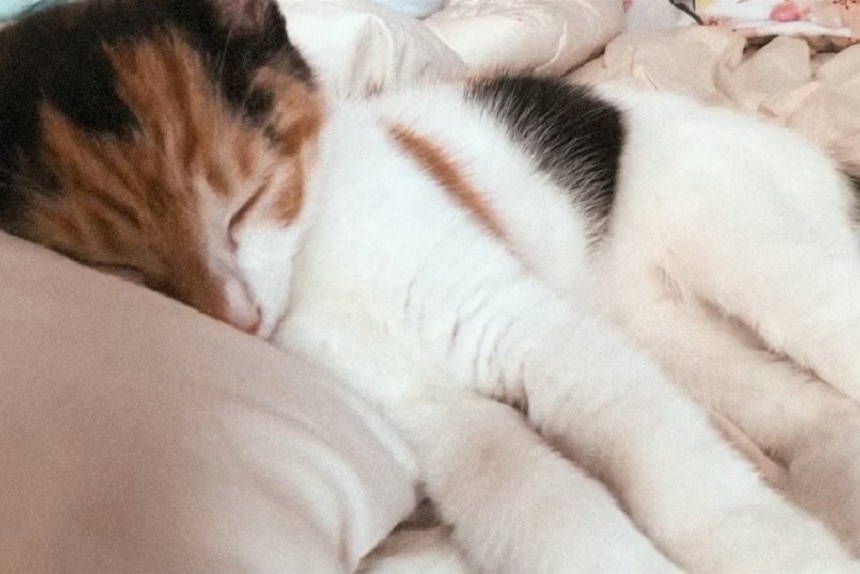 A kitten is sleeping on a bed with white linen.