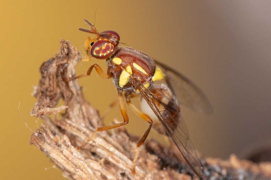 A brown and yellow fly.