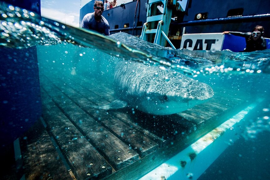MC OCEARCH research vessell