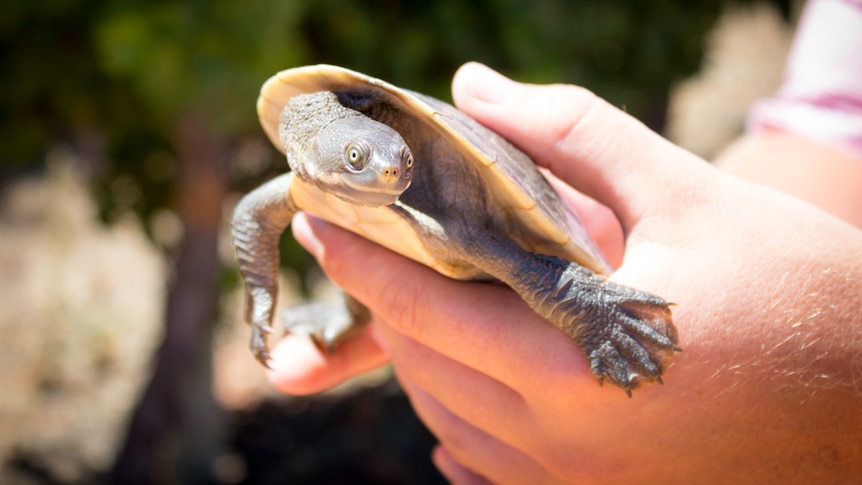 Turtle being held in hands.