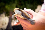 Turtle being held in hands.
