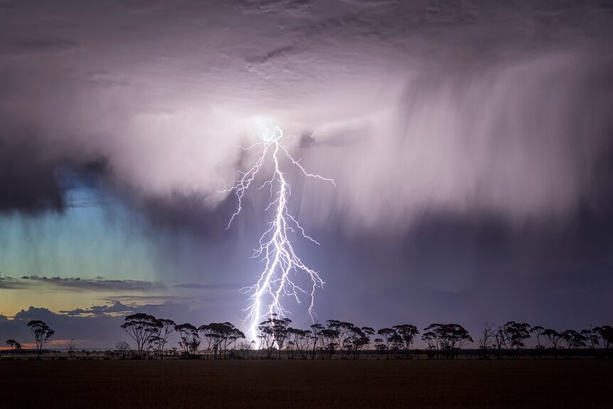 A photo of lightning bolts hitting the ground with gumtrees silhouetted 
