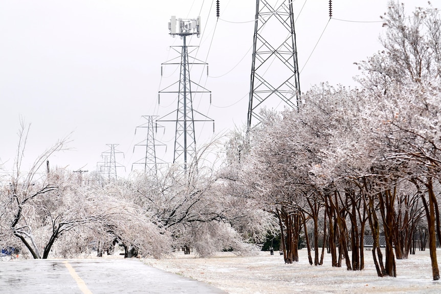 A row of trees and electricity towers covered in snow