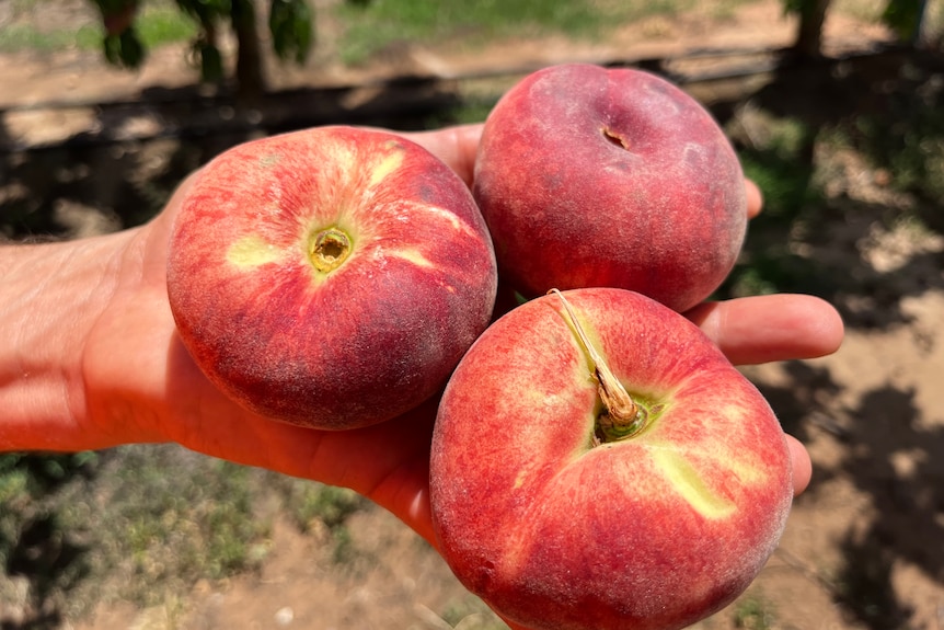 A hand holds three Saturn peaches which look flatter than more traditional peaches