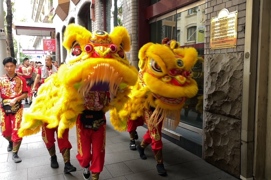 Two bright yellow lions march in a street with people wearing red following them