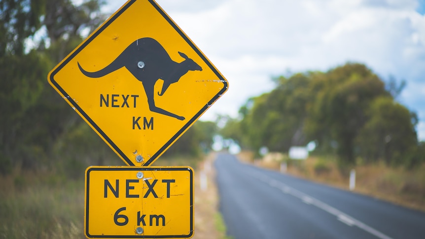 A large yellow diamond-shaped sign showing a kangaroos for the next 6 km