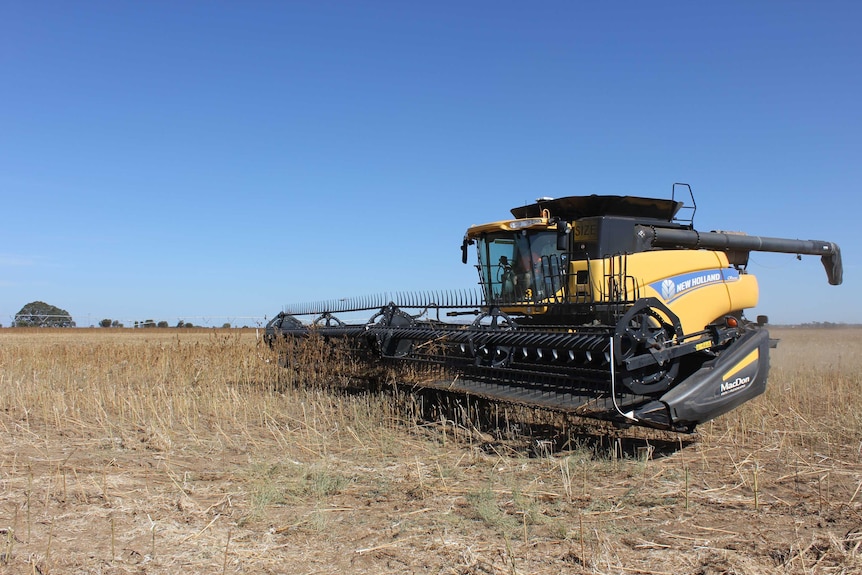 Hemp seeds are harvested at a Victorian farm.