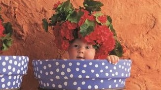 An Anne Geddes photograph of three babies in flower pots