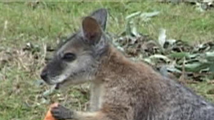 Tammar Wallaby