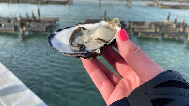 A hand with painted pink nails holding an oyster in front of the water and oyster baskets