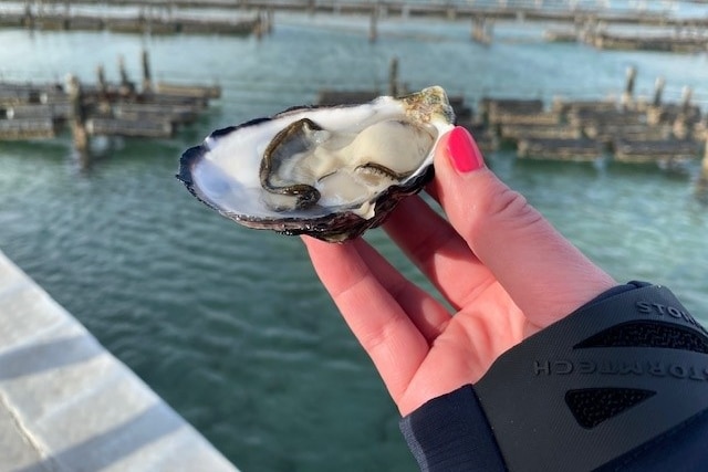 A hand with painted pink nails holding an oyster in front of the water and oyster baskets