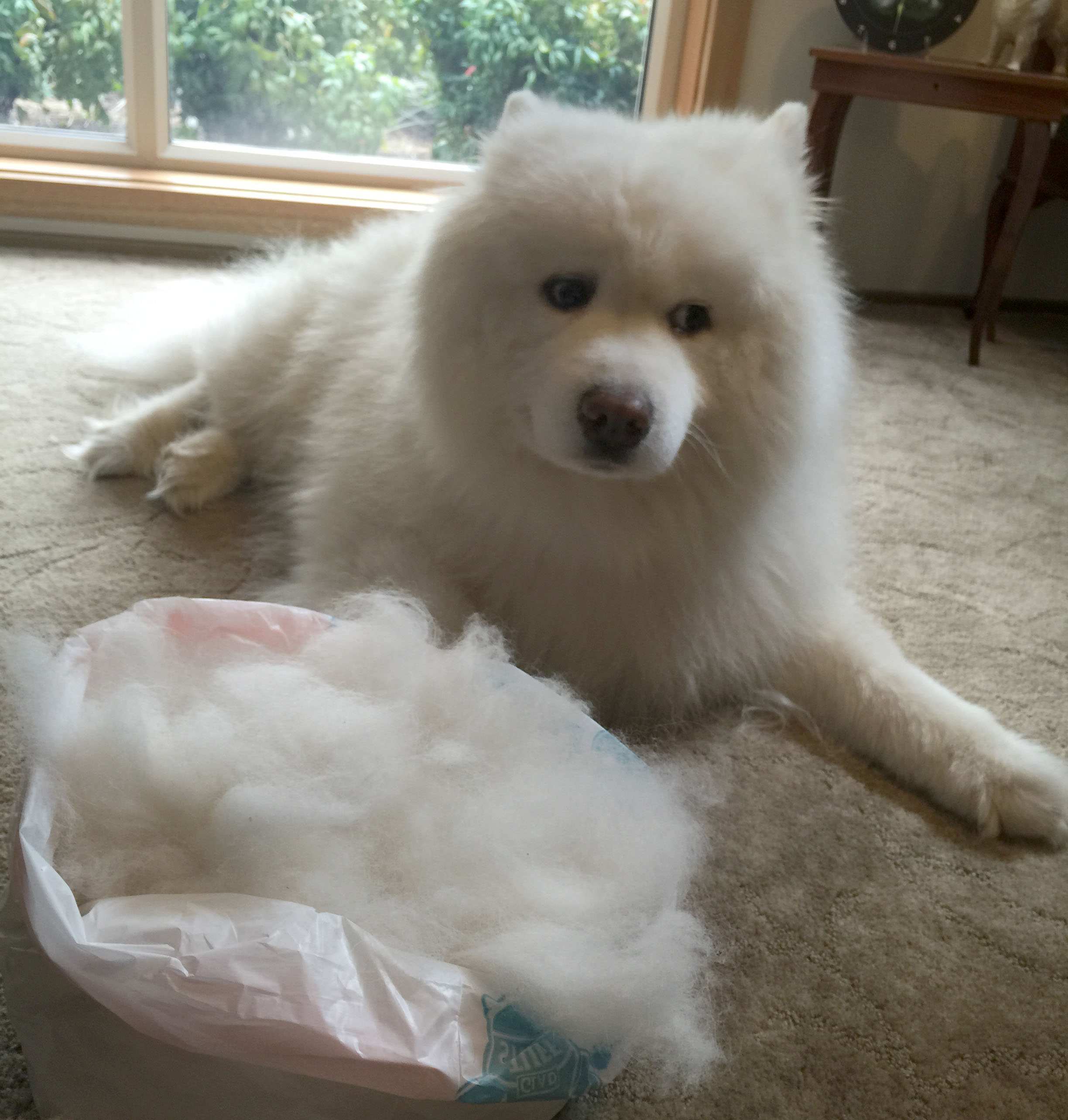 Pet hair yarn Clothing made from dogs proving popular for animal