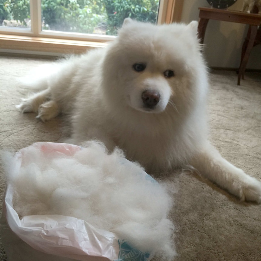 Vushka the samoyed with the extra fur gathered from regular brushing.