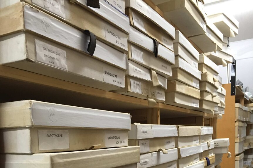 The herbarium at the Hunter Region Botanic Gardens stores thousands of dried plant specimens