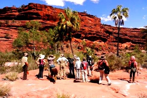 A picture of 20 metre high skinny palm trees in desert bush land.