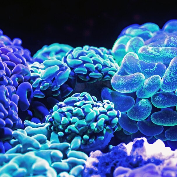 Corals glow a brilliant blue