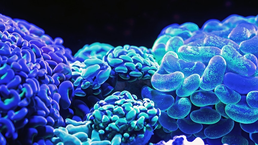 Corals glow a brilliant blue