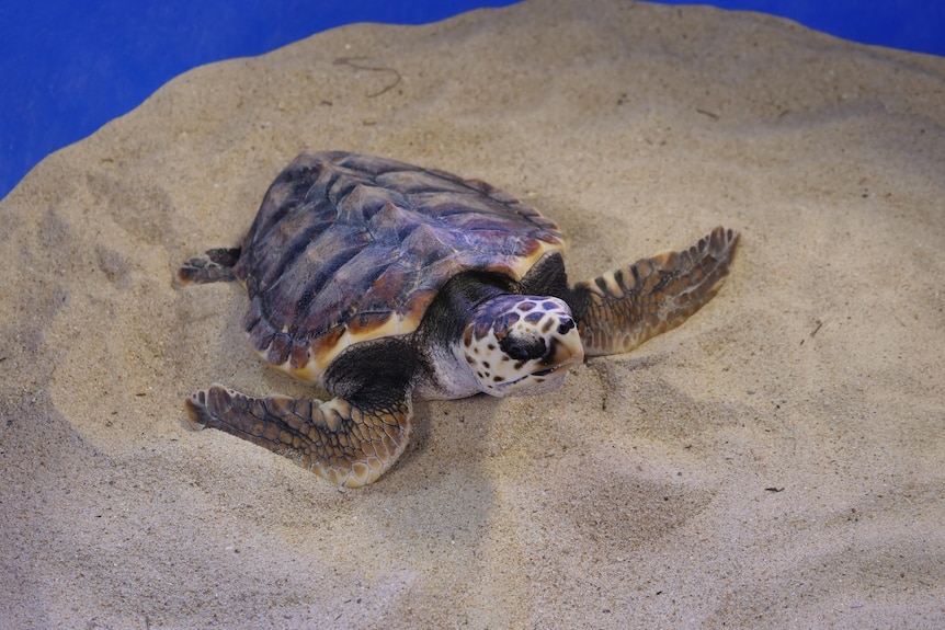 A turtle in a bucket of sand, flappers out.