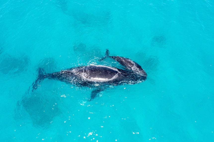 Humpback whale and calf swimming in clear blue water shot from above.