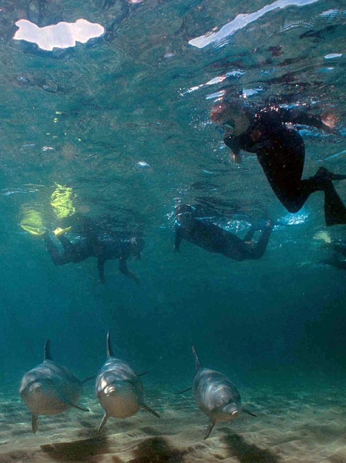 Three dolphins near the seabed with people in wetsuits swimming above