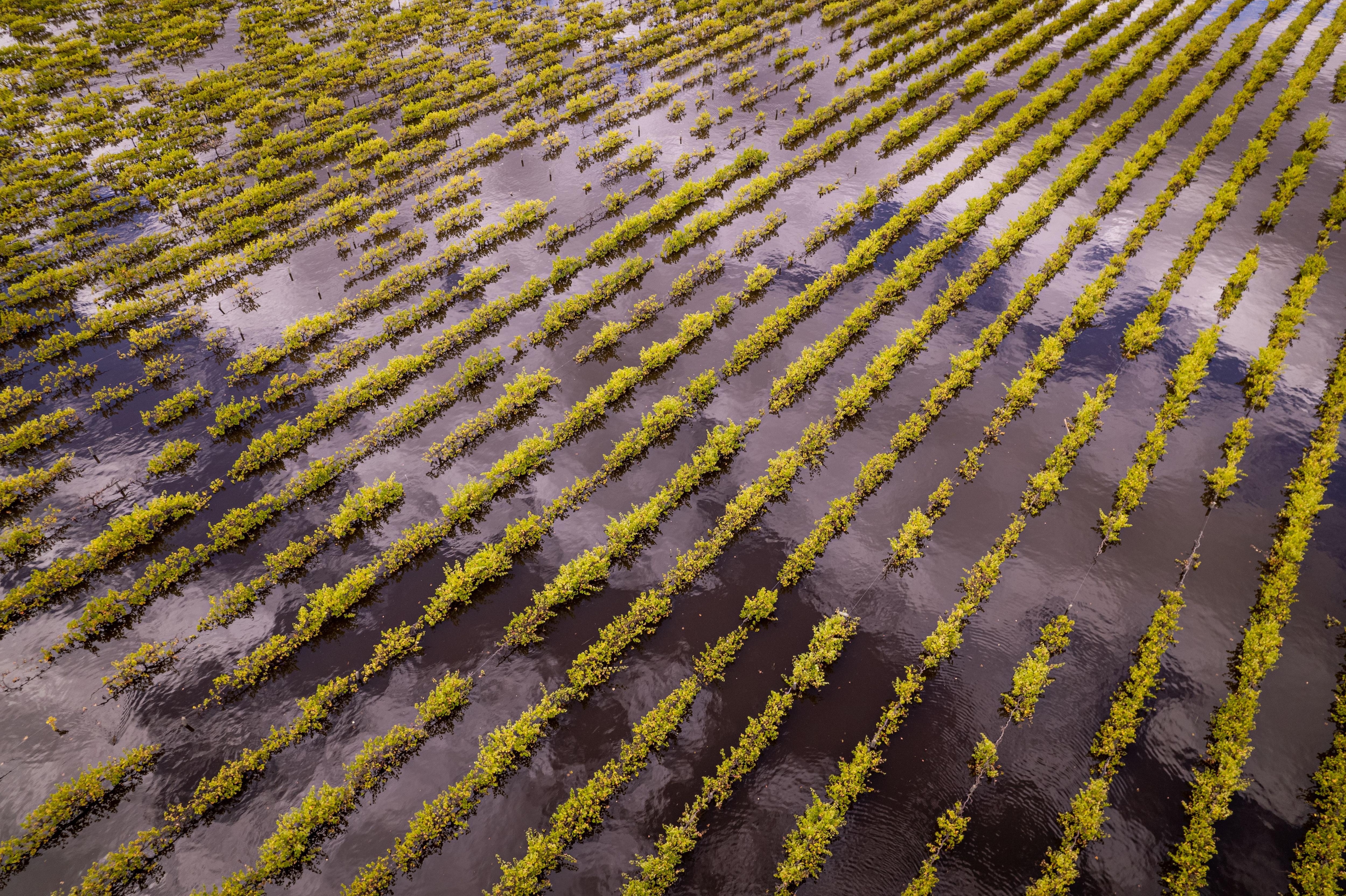A vineyard near Renmark submerged by water amid flooding.