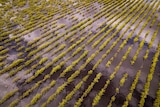 A vineyard near Renmark submerged by water amid flooding.