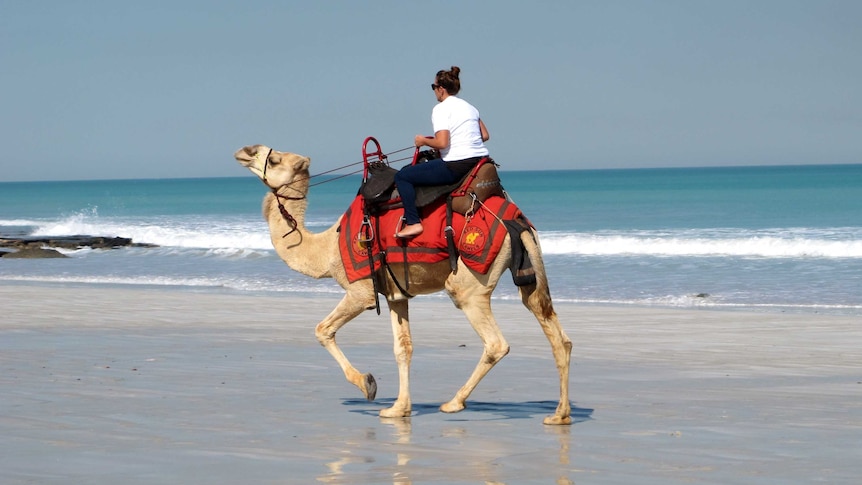 Camel jockey Jade Trevenen trains at Cable Beach for the inaugural Broome Camel Cup.