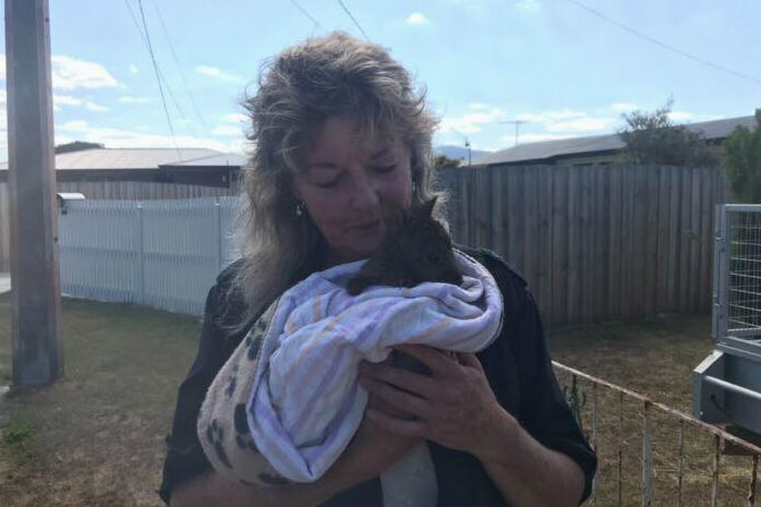 Teena Hanslow from Bush Babies Wildlife Rescue with joey wallaby, Tasmania, February 2019.