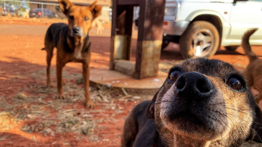 Three small dogs, one close-up sniffing the camera, stand on red dirt.