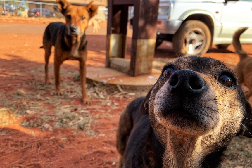 Three small dogs, one close-up sniffing the camera, stand on red dirt.