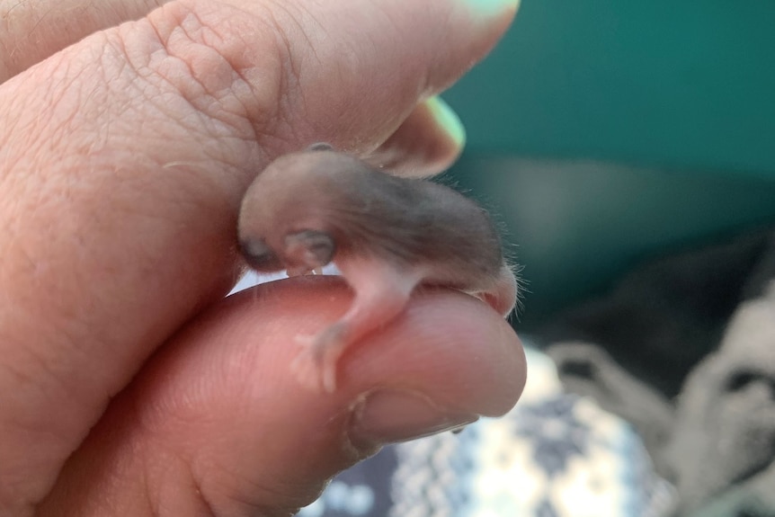 A baby pygmy possum on a person's thumb.