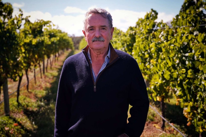 Ross Brown standing in the chardonnay vines during picking at Devils Corner Vineyard on Tasmania's east coast