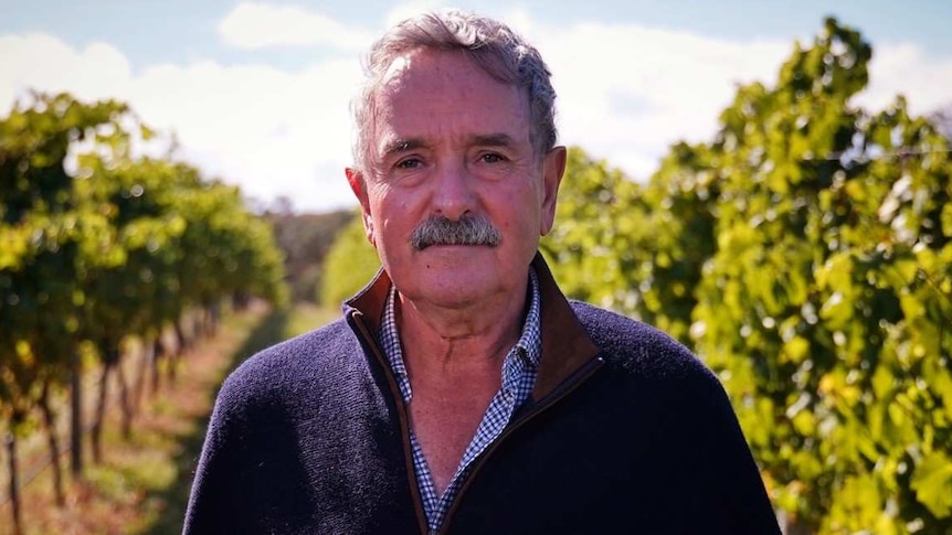 Ross Brown standing in the chardonnay vines during picking at Devils Corner Vineyard on Tasmania's east coast