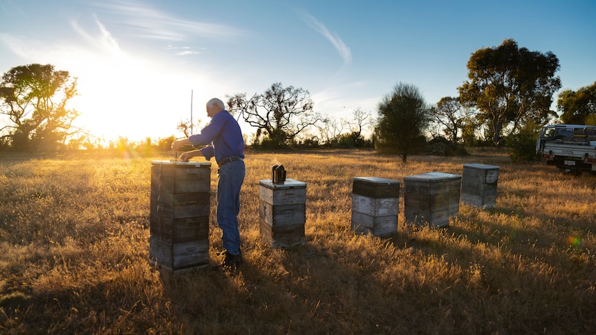 An elderly man attending to bee boxes on a paddock.
