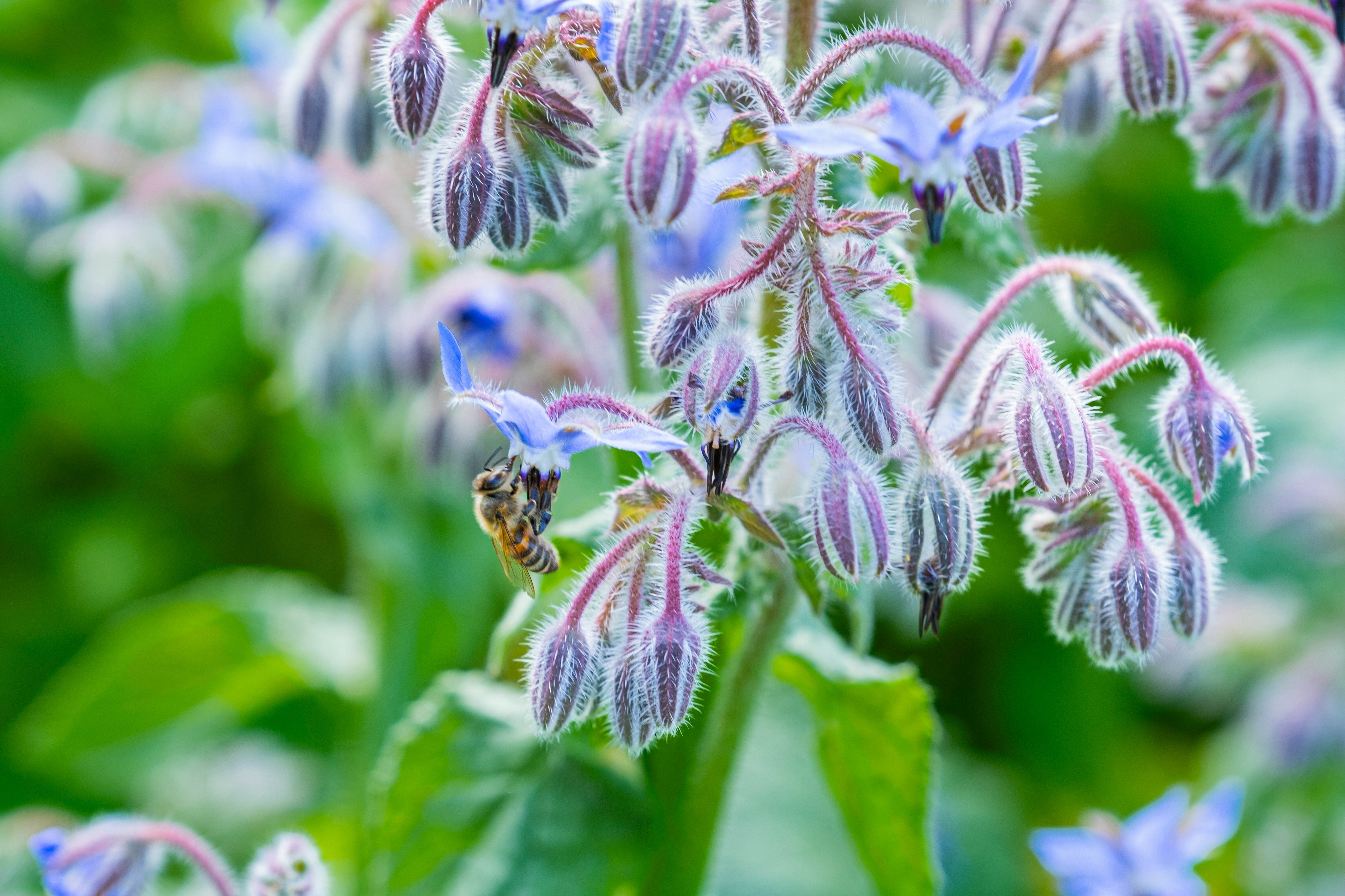 These are the best spring flowers to attract pollinators - ABC News & Headlines – Australian Broadcasting Corporation