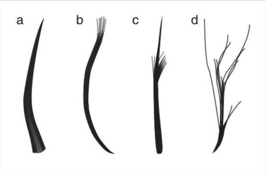 Pterosaurs feathers