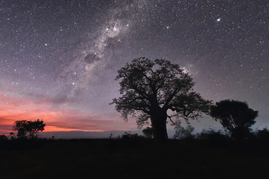 A boab tree sits under a starry sky as dawn approaches