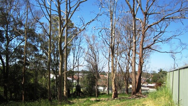 Newcastle Council is investigating the deliberate poisoning of 25 eucalyptus trees at Blackbutt Reserve.