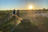 Two girls standing in front of cows on the farm, sunset in the distance