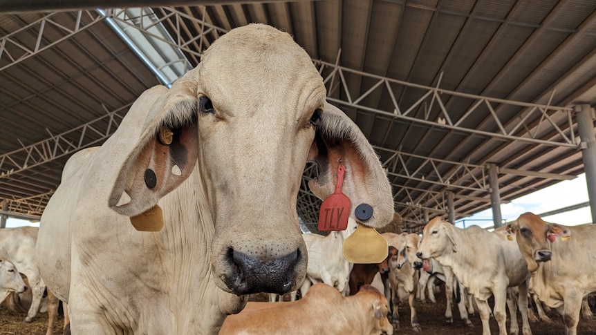 a grey Brahman cow looking at the camera, with other cattle behind.