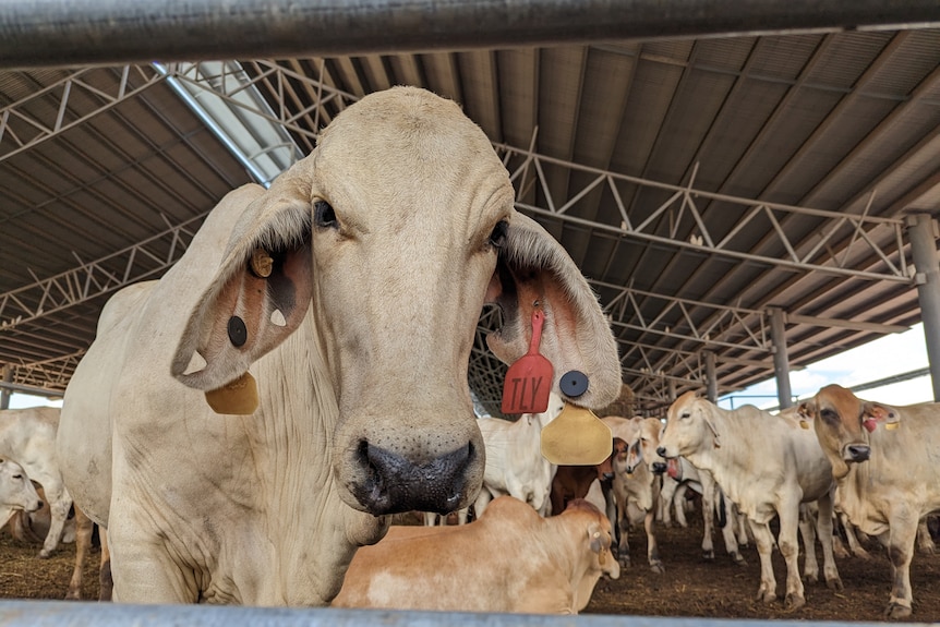 a grey Brahman cow looking at the camera, with other cattle behind.