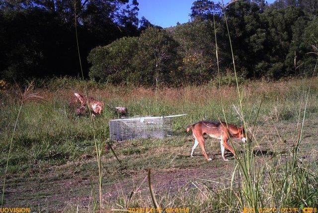A wild brown dog walks past a cage trap at Southern Cross University in Lismore