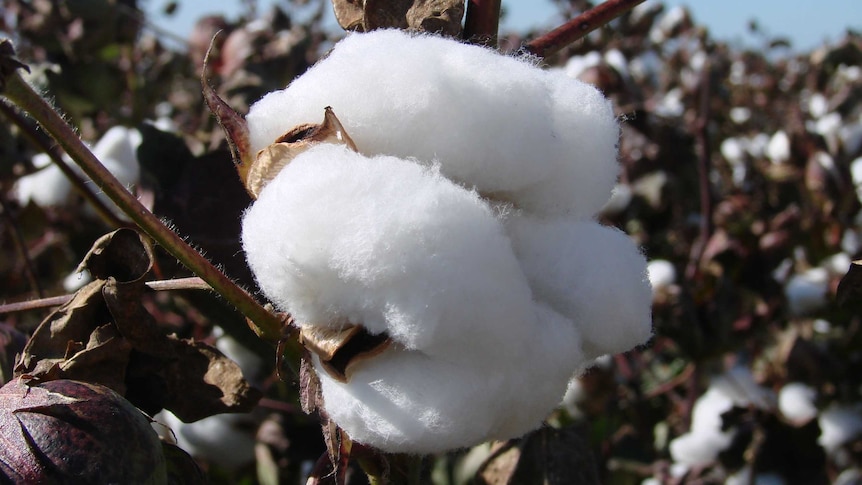 Cotton boll opening
