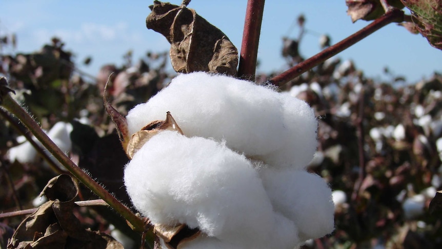 Cotton in central Queensland is ready to open, making it sensitive to rainfall