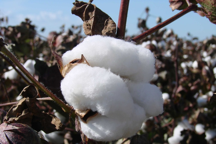 Cotton grown in the Riverina