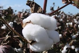 Cotton grown in the Riverina