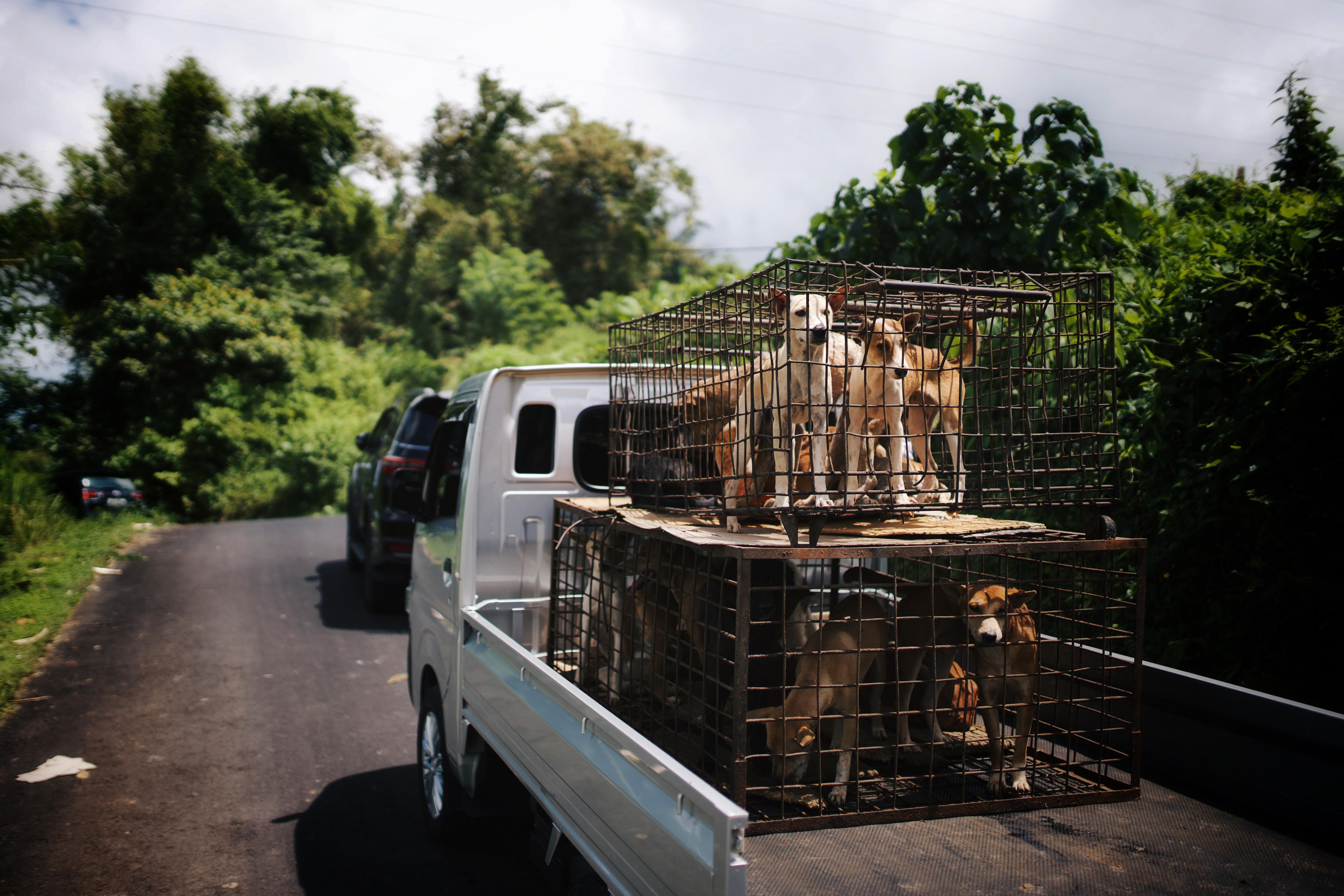 Several dogs in two cages stacked on top of each other in the bed of a truck driving down a road