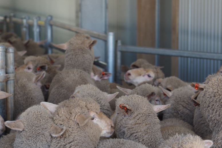 A flock of sheep at the Australian Wool Handling Warehouse