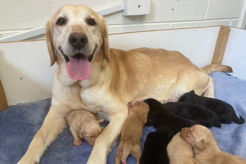A Labrador lies on her side with her puppies
